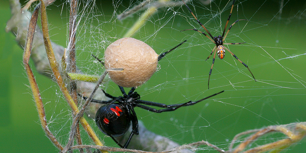 wilson-black-widow-spider-canada-how-to-get-rid-03