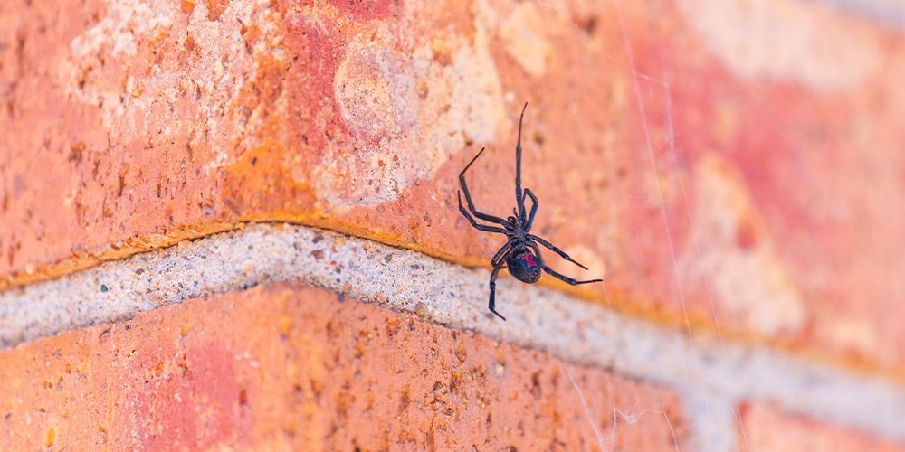wilson-black-widow-spider-canada-how-to-get-rid-04