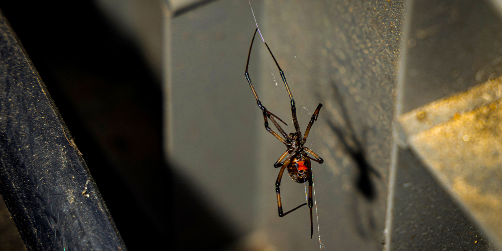 wilson-black-widow-spider-canada-how-to-get-rid-07