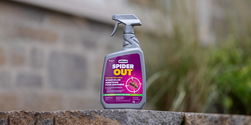 wilson-black-widow-spider-canada-how-to-get-rid-08