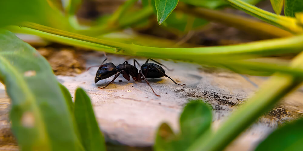 wilson-how-to-get-rid-of-ants-in-garden-beds-03