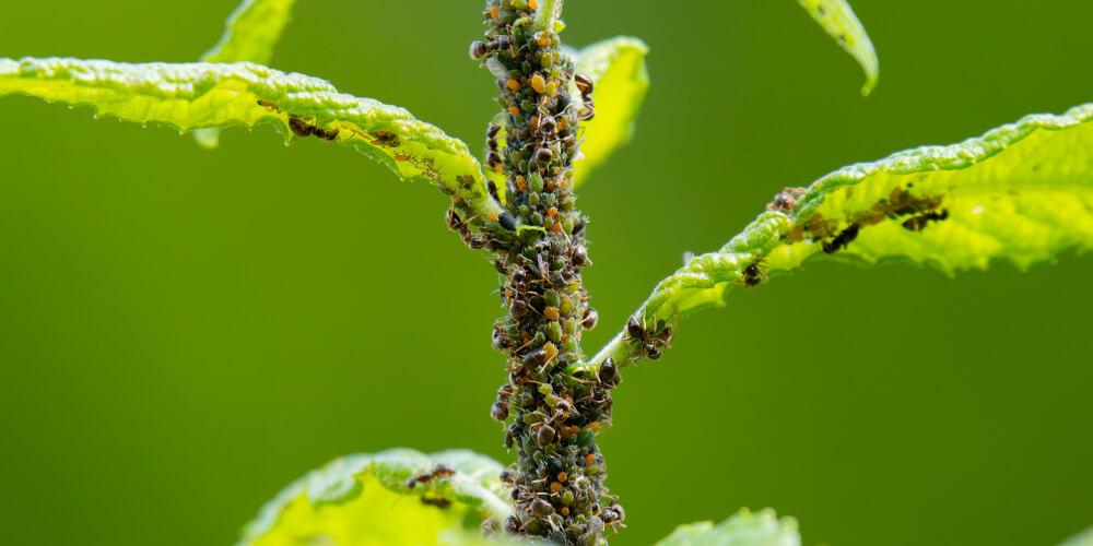 wilson-how-to-get-rid-of-ants-in-garden-beds-06