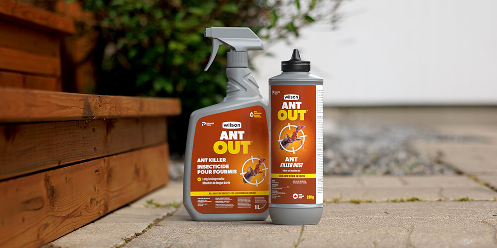 wilson-how-to-get-rid-of-ants-in-garden-beds-09-en