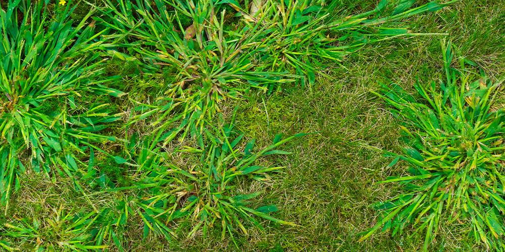 wilson-crabgrass-control-02