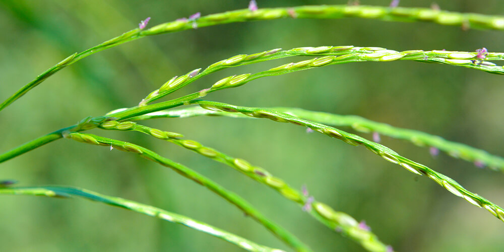 wilson-crabgrass-control-03