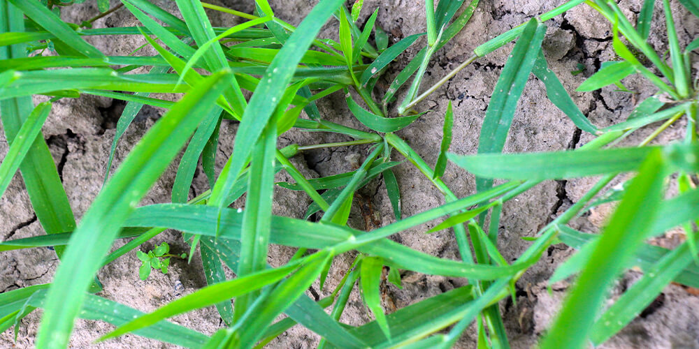 wilson-crabgrass-control-04