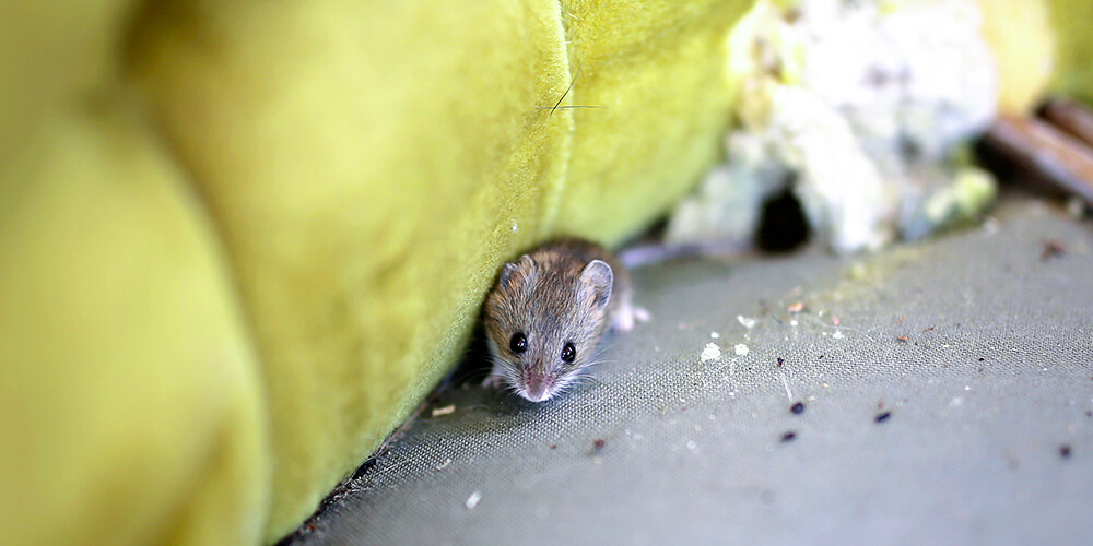 wilson-rv-closing-prevention-rodents-insects-02