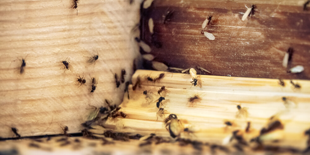 wilson-rv-closing-prevention-rodents-insects-05