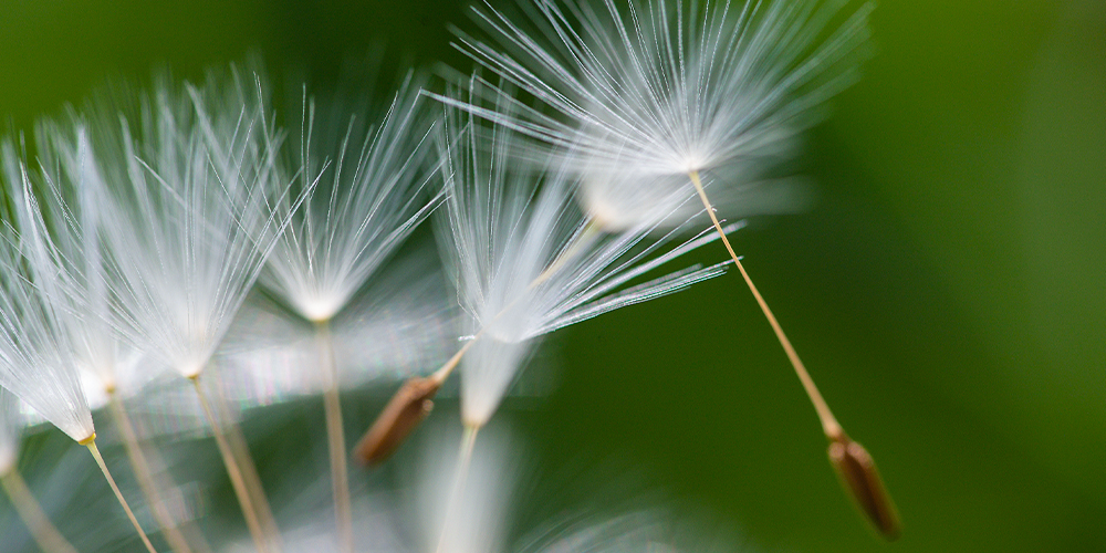 wilson-treat-weeds-fall-03