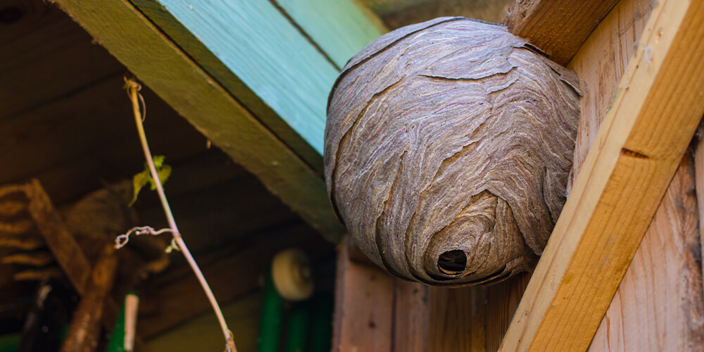 wilson-keep-your-garden-shed-pest-free-04