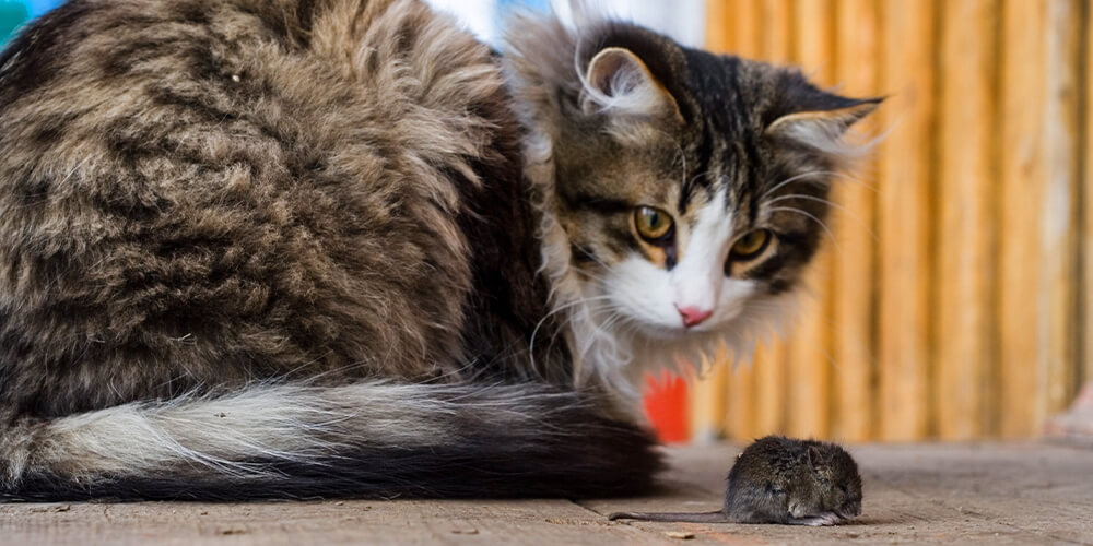 wilson-natural-rat-mouse-pellets-safe-for-pets-how-they-work-03