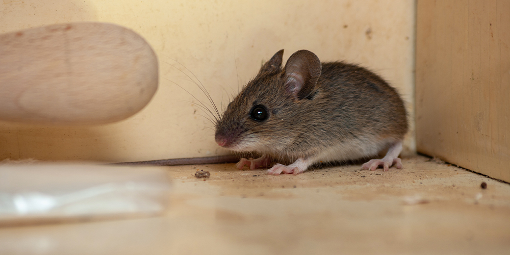 wilson-signs-of-mouse-in-house-02