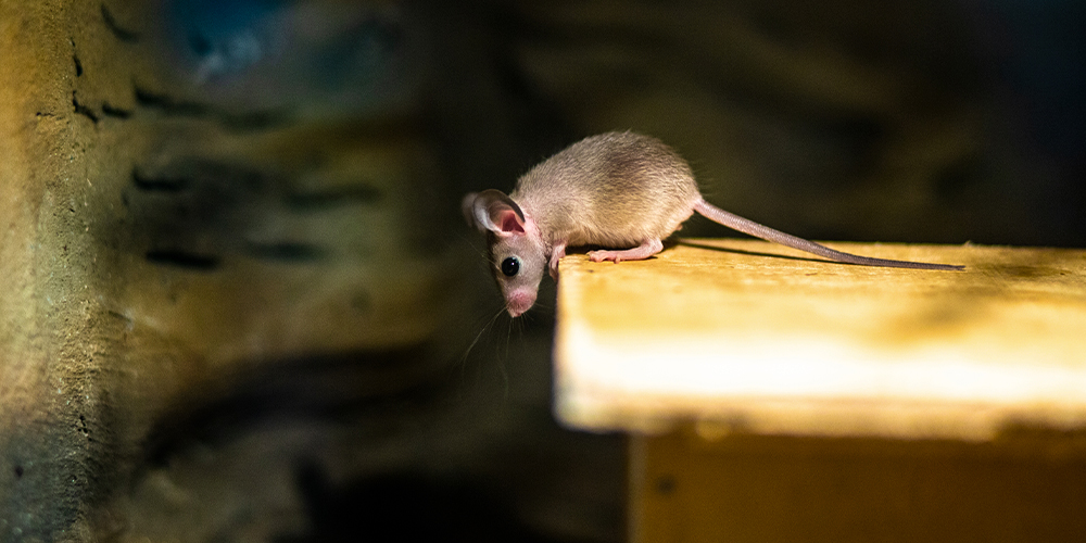 wilson-signs-of-mouse-in-house-03