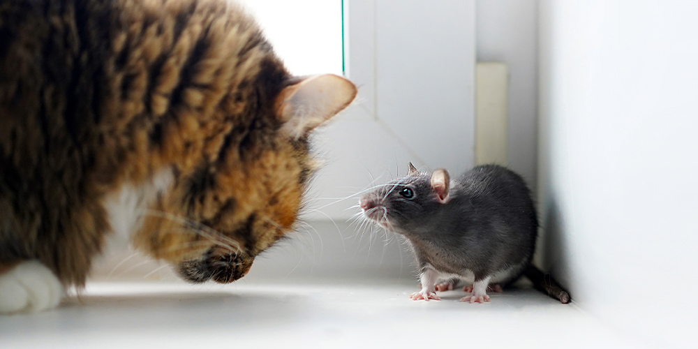 wilson-signs-of-mouse-in-house-05