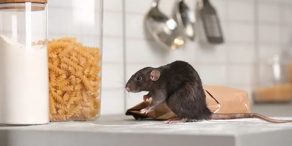 Pourquoi y a-t-il des rats dans ma maison?