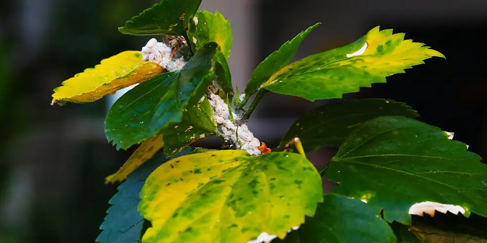 Des cochenilles farineuses recouvrent entièrement la tige d'une plante et cause le jaunissement des feuilles qui dépérissent.