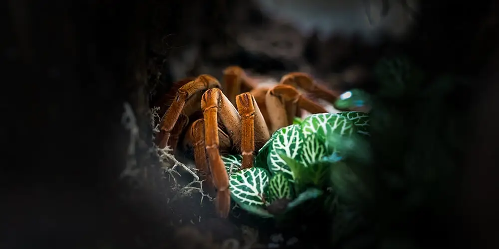 wilson-how-to-get-rid-of-spiders-02