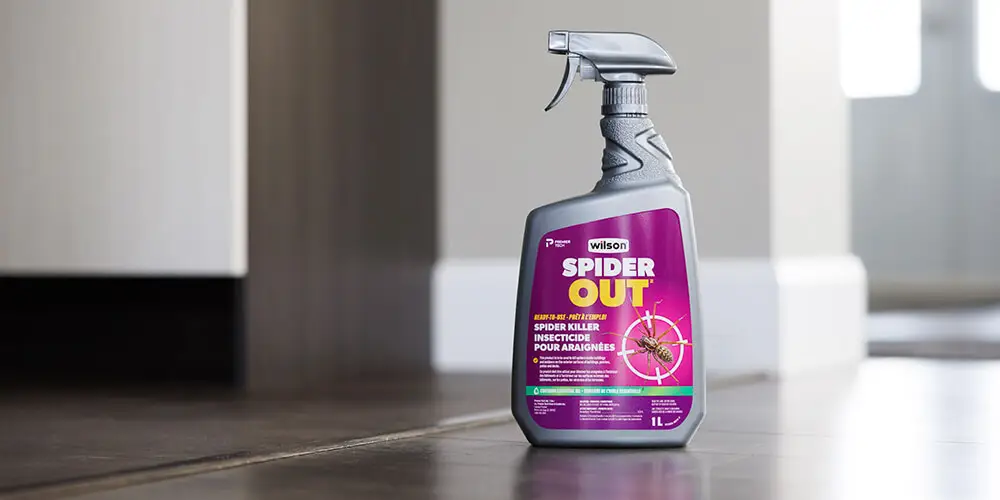 wilson-life-cycle-of-spider-07