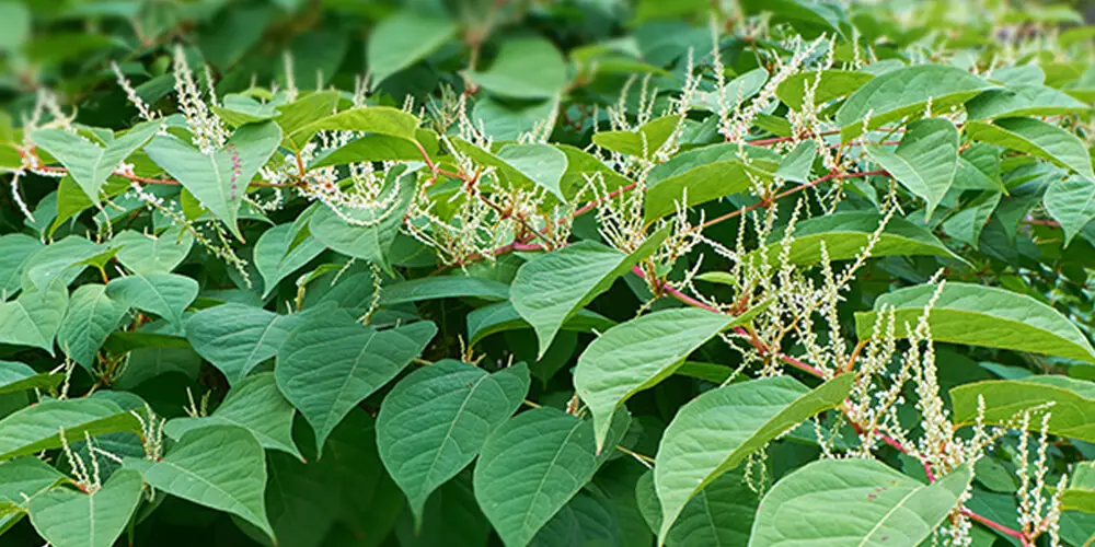 Quelles sont les espèces exotiques qui menacent les espèces indigènes au Canada? Comment protéger les espèces indigènes et comment se débarrasser des plantes envahissantes et comment se débarrasser de la renouée du Japon?