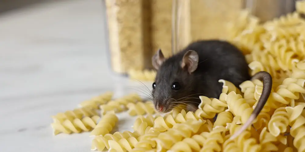 Un rat gris se nourrit de pâtes alimentaires dans le garde-manger de la maison.