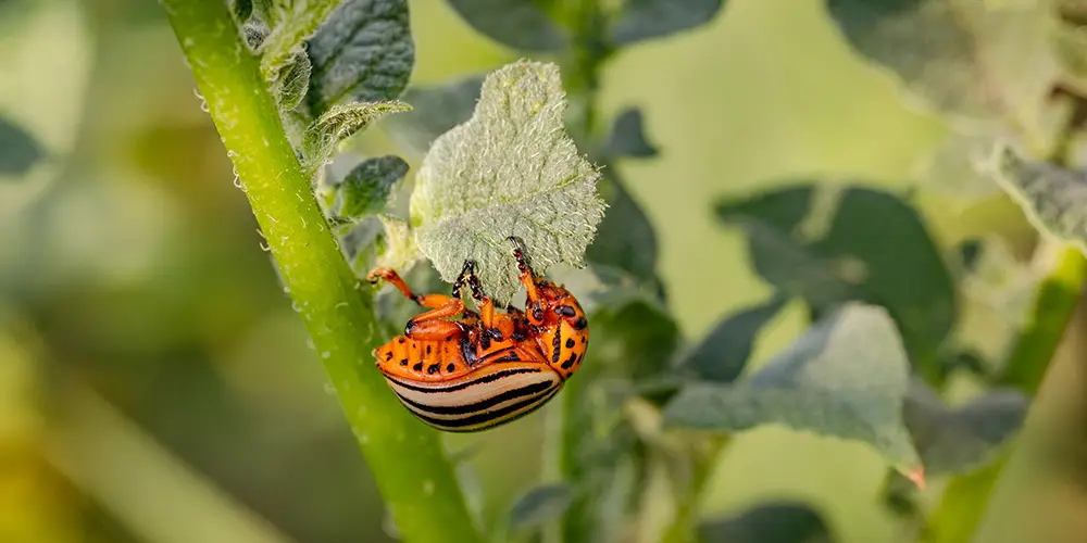 Harmful insect that eats a broccoli leaf in the vegetable garden