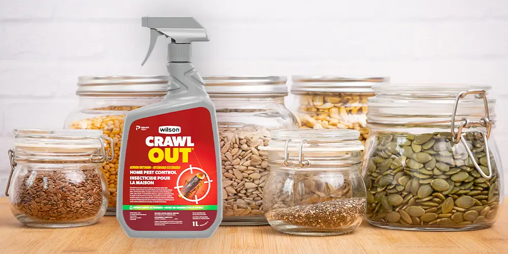 Wilson Crawl OUT insecticides pour insectes rampants dans le garde-manger.