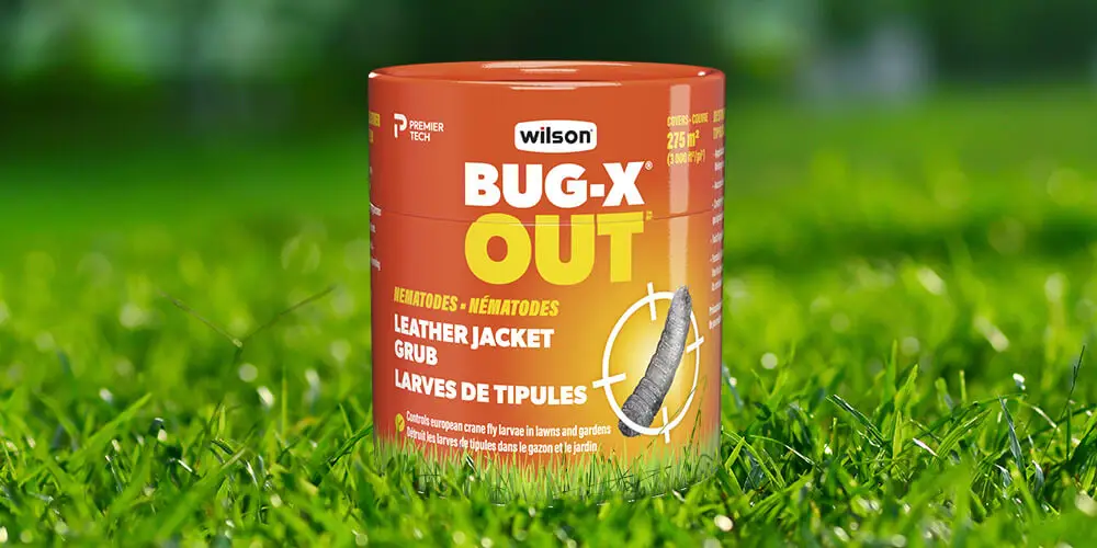 Wilson-Comment-se-débarrasser-larves-tipules-05