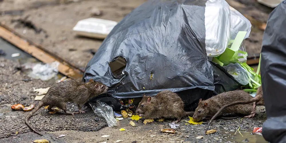 Rats feeding by rummaging through ripped garbage bags.