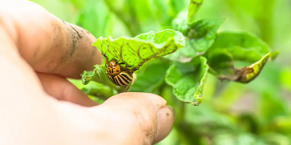 WILSON method of managing pests in the vegetable garden by hand picking.