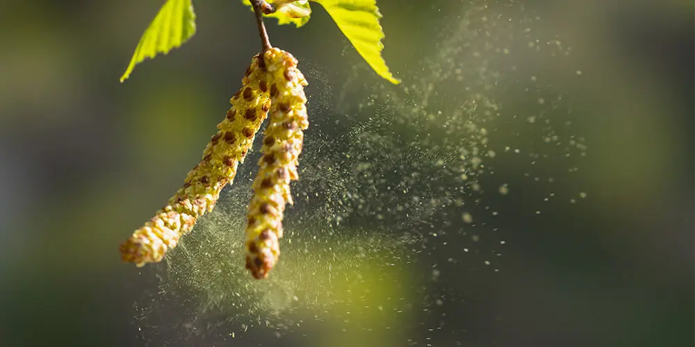 Wilson-C’est-parti-pour-saison-allergies-07