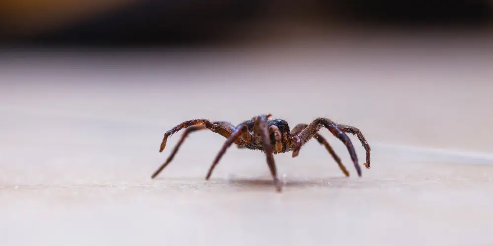wilson-how-to-get-rid-of-spiders-06