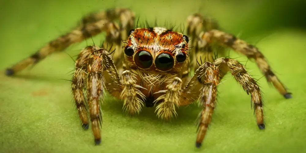 wilson-most-common-spider-canada-06