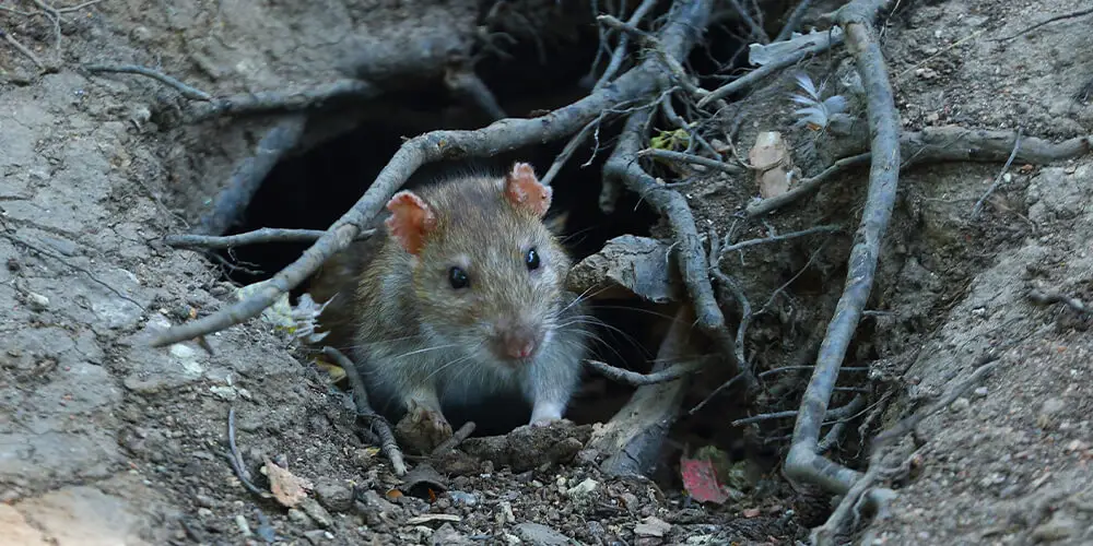 A rat emerging from its burrow dug between the roots of a tree or shrub.