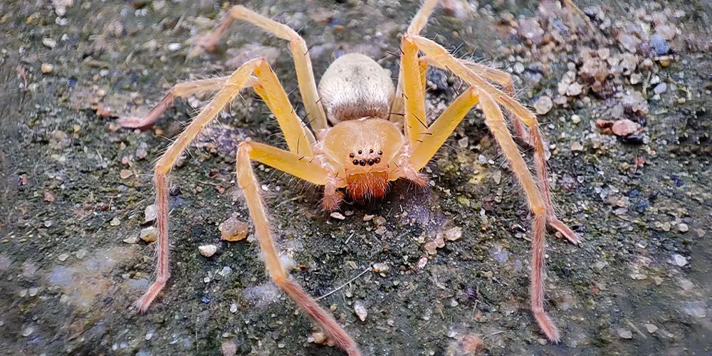 wilson-most-common-spider-canada-11