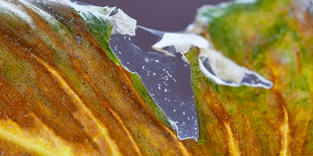 Fine toile dans une plante trahissant la présence d'araignées rouges.