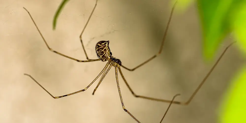 wilson-most-common-spider-canada-03