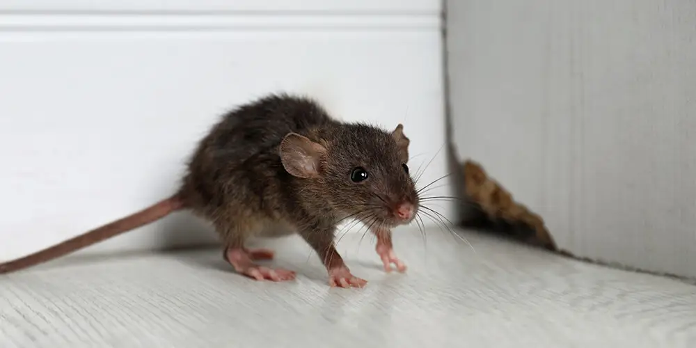 A rat that managed to enter the house by inserting itself into a small hole at the bottom of a wall.
