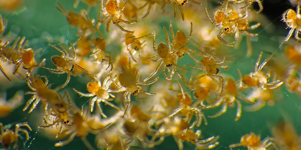 wilson-life-cycle-of-spider-06