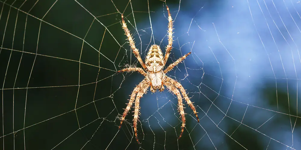 wilson-arachnophobia-fear-of-spiders-03