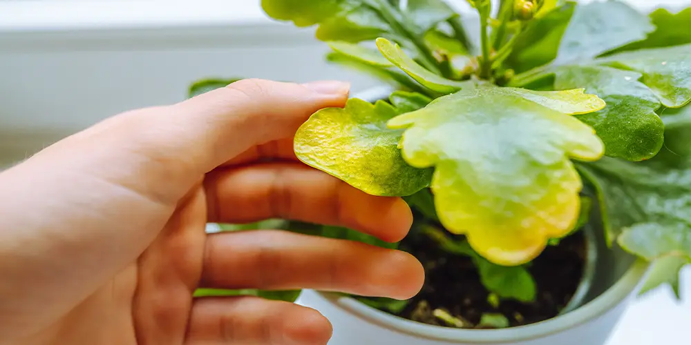 Les feuilles jaunes d'une plantes malade ou attaquée par des insectes nuisibles.
