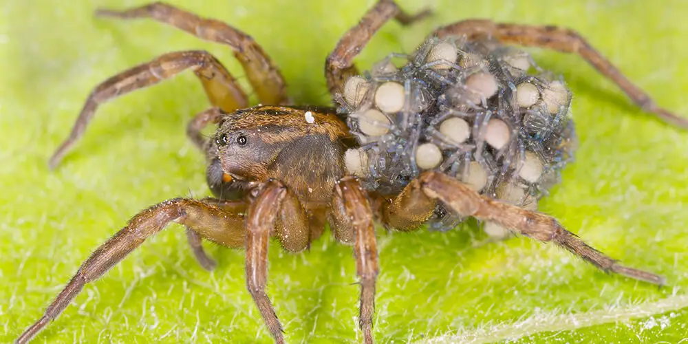 wilson-life-cycle-of-spider-05