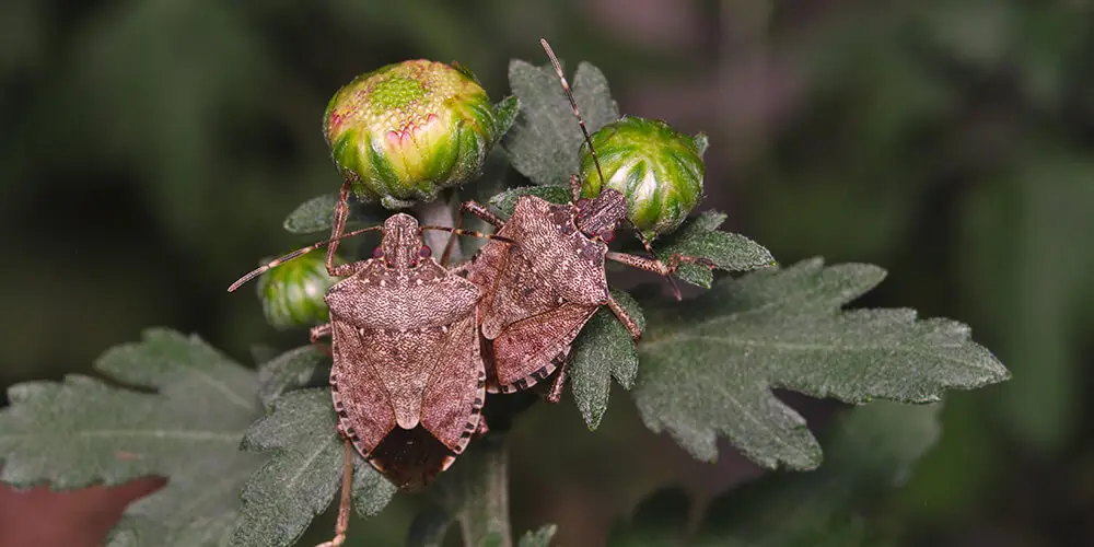 Pourquoi y a-t-il plus d'insectes? Comment les insectes nuisibles menacent les cultures et comment éliminer les insectes nuisibles au jardin? Quels sont les risques des infestations d'insectes nuisibles et quels insectes représentent une menace?