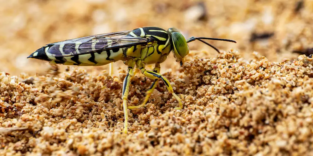 wilson-wasp-nest-05