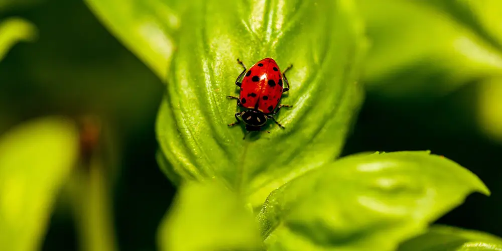 Build an insect hotel to attract and protect beneficial insects