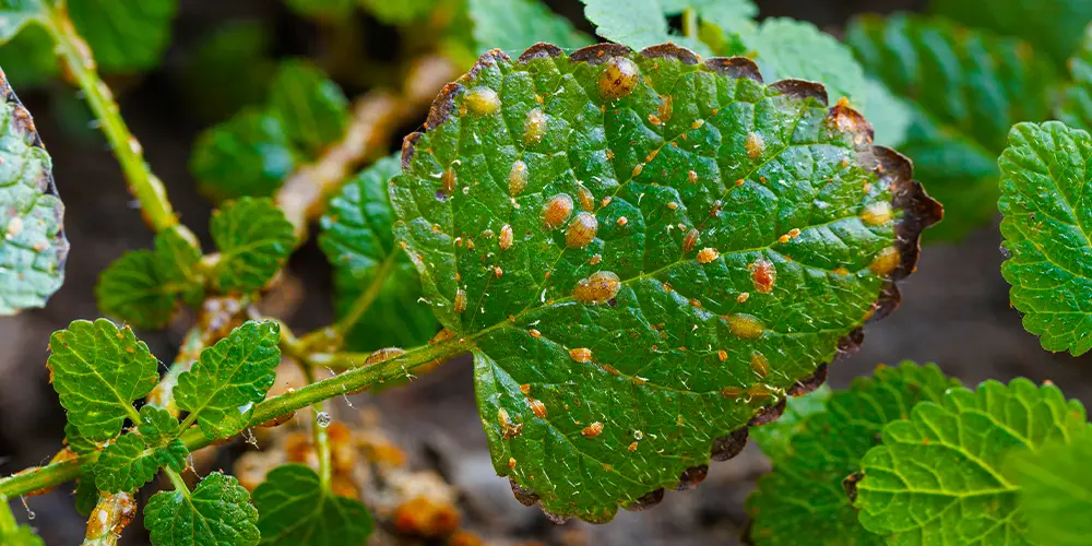 Cochenilles à bouclier ou cochenilles à carapaces présentes en grand nombre sur une plante d'intérieur.