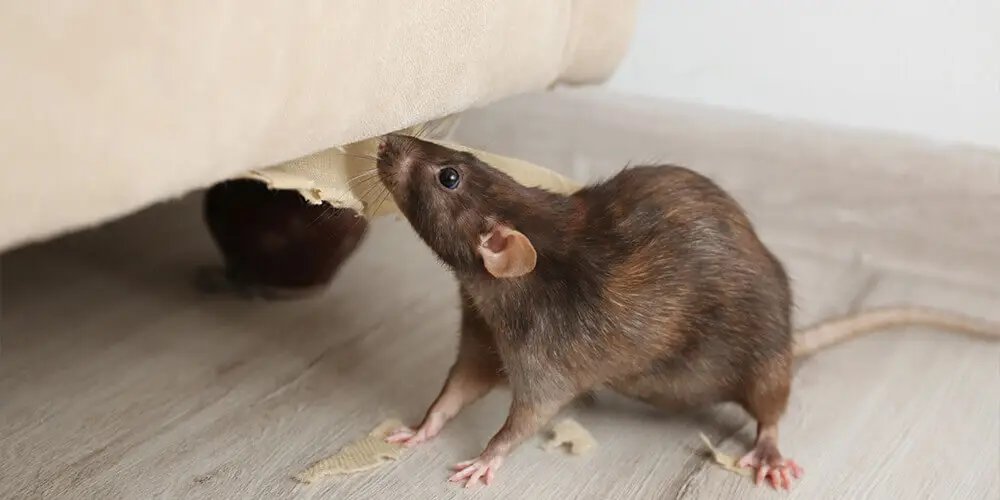 Quand les rats entrent-ils dans les maisons?