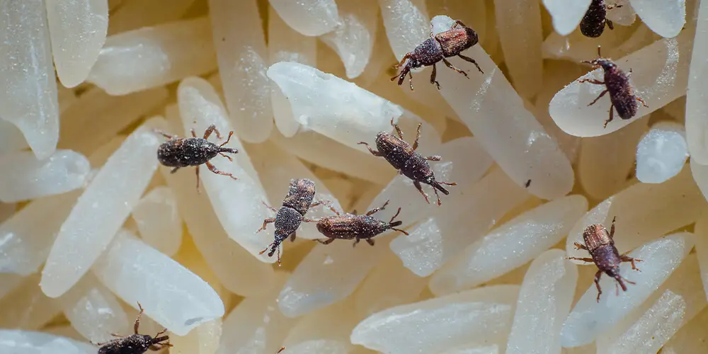 Des charançons se cachent et se nourissent dans du riz blanc.