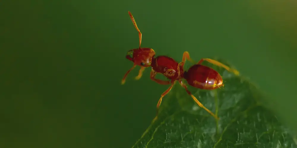  Wilson-fourmis-voleuses