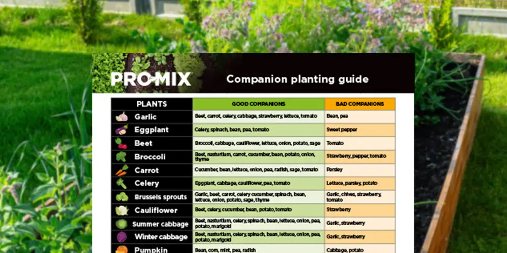PRO-MIX Guide to Companion Gardening