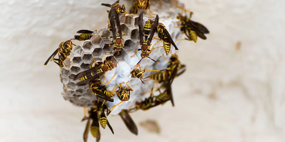 wilson-wasp-nest-04